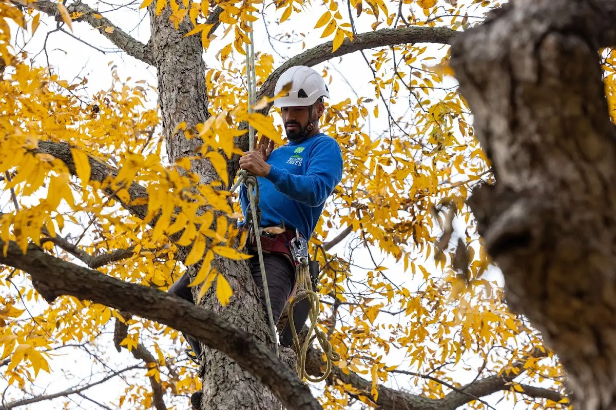Skilled Tree Planing crew working in Millersburg